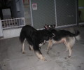 Βρήκαν τα δύο σκυλιά που εγκαταλείφθηκαν στην Τούφα Χαλανδρίου